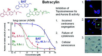 Graphical abstract: Synthesis and biological evaluation of novel analogues of batracylin with synthetic amino acids and adenosine: an unexpected effect on centromere segregation in tumor cells through a dual inhibition of topoisomerase IIα and Aurora B