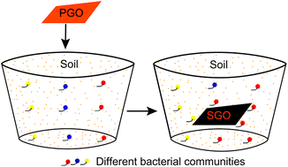 Graphical abstract: Reply to the ‘Comment on “Graphene oxide regulates the bacterial community and exhibits property changes in soil”’ by C. Forstner, P. Wang, P. M. Kopittke and P. G. Dennis, RSC Adv., 2016, 6, DOI: 10.1039/C5RA26329H