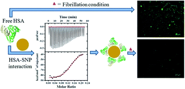 Graphical abstract: Inhibition of fibrillation of human serum albumin through interaction with chitosan-based biocompatible silver nanoparticles