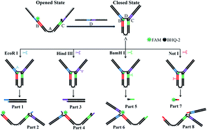 Graphical abstract: Molecular logic gates based on DNA tweezers responsive to multiplex restriction endonucleases