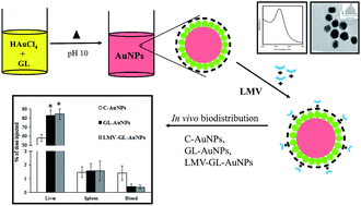Graphical abstract: Engineering of glycyrrhizin capped gold nanoparticles for liver targeting: in vitro evaluation and in vivo biodistribution study