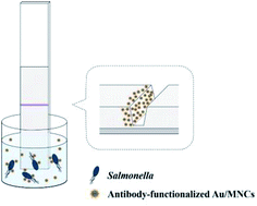 Graphical abstract: Detection of Salmonella bacteria in milk using gold-coated magnetic nanoparticle clusters and lateral flow filters