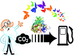 Graphical abstract: A review of harvesting clean fuels from enzymatic CO2 reduction