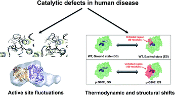 Graphical abstract: Experimental and computational evidence on conformational fluctuations as a source of catalytic defects in genetic diseases