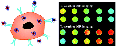 Graphical abstract: Facile preparation of hyaluronic acid-modified Fe3O4@Mn3O4 nanocomposites for targeted T1/T2 dual-mode MR imaging of cancer cells