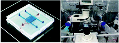 Graphical abstract: Microfluidic-based biomimetic models for life science research