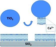 Graphical abstract: TiO2 nanoparticle interactions with supported lipid membranes – an example of removal of membrane patches