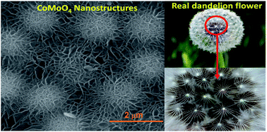 Graphical abstract: An advanced asymmetric supercapacitor based on a binder-free electrode fabricated from ultrathin CoMoO4 nano-dandelions
