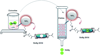 Graphical abstract: A novel ion imprinted SiO2 microsphere for the specific and rapid extraction and pre-concentration of ultra-trace methyl mercury