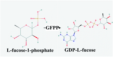 Graphical abstract: Production of GDP-l-fucose from exogenous fucose through the salvage pathway in Mortierella alpina