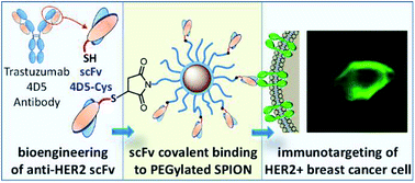 Graphical abstract: Covalent conjugation of cysteine-engineered scFv to PEGylated magnetic nanoprobes for immunotargeting of breast cancer cells