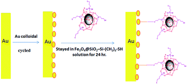 Graphical abstract: Fabrication of a new modified gold electrode based on gold nanoparticles and nanomagnetic Fe3O4/SiO2–(CH2)3–SH core shell for electrochemical evaluation and determination of dinitramine herbicide in water