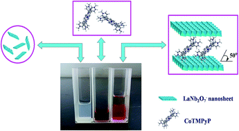 Graphical abstract: Research on the self-assembly of exfoliated perovskite nanosheets (LaNb2O7−) and cobalt porphyrin utilized for the electrocatalytic oxidation of ascorbic acid