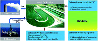 Graphical abstract: Enhanced algal-based treatment of petroleum produced water and biodiesel production