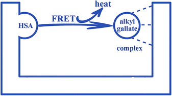 Graphical abstract: An important prerequisite for efficient Förster resonance energy transfer (FRET) from human serum albumin to alkyl gallate