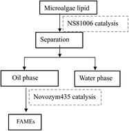 Graphical abstract: A robust process for lipase-mediated biodiesel production from microalgae lipid