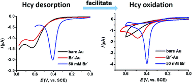 Graphical abstract: Effect of surfactants and halide ions on the adsorption and oxidation of homocysteine at the gold electrode