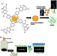 Graphical abstract: A novel bioassay based gold nanoribbon biosensor to aid the preclinical evaluation of anticancer properties