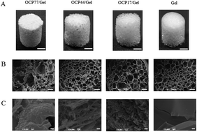 Graphical abstract: Dose-dependent enhancement of octacalcium phosphate biodegradation with a gelatin matrix during bone regeneration in a rabbit tibial defect model