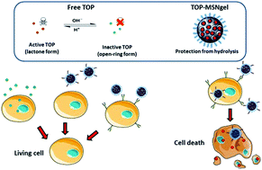Graphical abstract: Selective topotecan delivery to cancer cells by targeted pH-sensitive mesoporous silica nanoparticles