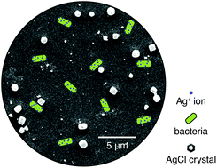 Graphical abstract: In situ growth of biocidal AgCl crystals in the top layer of asymmetric polytriazole membranes