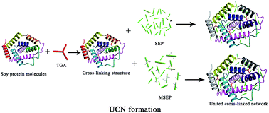 Graphical abstract: A sepiolite-based united cross-linked network in a soybean meal-based wood adhesive and its performance