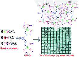 Graphical abstract: Bioactive borophosphosilicate-polycaprolactone hybrid biomaterials via a non-aqueous sol gel process