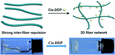 Graphical abstract: Supramolecular nanofibers of self-assembling peptides and DDP to inhibit cancer cell growth