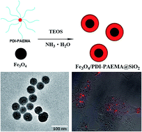 Graphical abstract: Facile synthesis of core–shell magnetic-fluorescent nanoparticles for cell imaging