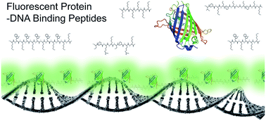 Graphical abstract: Investigation of various fluorescent protein–DNA binding peptides for effectively visualizing large DNA molecules