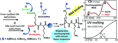 Graphical abstract: Synthetic approaches to nucleopeptides containing all four nucleobases, and nucleic acid-binding studies on a mixed-sequence nucleo-oligolysine