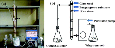 Graphical abstract: Solid state fermentation of soybean waste and an up-flow column bioreactor for continuous production of camptothecine by an endophytic fungus Fusarium oxysporum