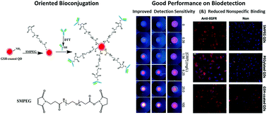 Graphical abstract: Improving detection sensitivity by oriented bioconjugation of antibodies to quantum dots with a flexible spacer arm for immunoassay