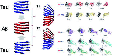 Graphical abstract: The effect of structural heterogeneity on the conformation and stability of Aβ–tau mixtures