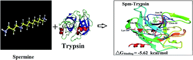 Graphical abstract: Conjugation of biogenic and synthetic polyamines with trypsin and trypsin inhibitor