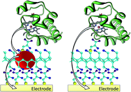 Graphical abstract: Gold nanoparticle-mediated electron transfer of cytochrome c on a self-assembled surface