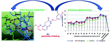 Graphical abstract: Synthesis of quinoline acetohydrazide-hydrazone derivatives evaluated as DNA gyrase inhibitors and potent antimicrobial agents
