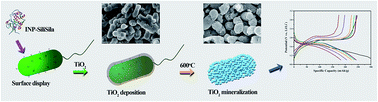 Graphical abstract: Controlled synthesis of mesoporous nanostructured anatase TiO2 on a genetically modified Escherichia coli surface for high reversible capacity and long-life lithium-ion batteries