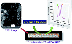 Graphical abstract: A cost-effective disposable graphene-modified electrode decorated with alternating layers of Au NPs for the simultaneous detection of dopamine and uric acid in human urine