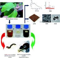 Graphical abstract: One-pot green synthesis of silver nanocrystals using Hymenodictyon orixense: a cheap and effective tool against malaria, chikungunya and Japanese encephalitis mosquito vectors?