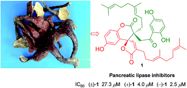 Graphical abstract: (+)- and (−)-ganodilactone, a pair of meroterpenoid dimers with pancreatic lipase inhibitory activities from the macromycete Ganoderma leucocontextum