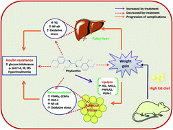 Graphical abstract: Protective effects of phyllanthin, a lignan from Phyllanthus amarus, against progression of high fat diet induced metabolic disturbances in mice