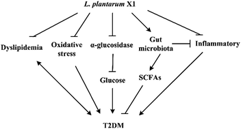 Graphical abstract: Lactobacillus plantarum X1 with α-glucosidase inhibitory activity ameliorates type 2 diabetes in mice