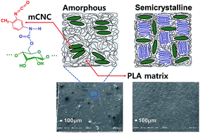 Graphical abstract: Mechanical and thermal properties of toluene diisocyanate-modified cellulose nanocrystal nanocomposites using semi-crystalline poly(lactic acid) as a base matrix