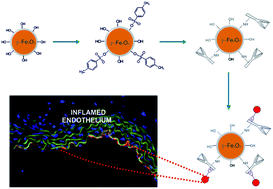 Graphical abstract: Novel nanostructural contrast for magnetic resonance imaging of endothelial inflammation: targeting SPIONs to vascular endothelium