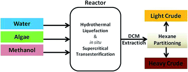 Graphical abstract: Hydrothermal liquefaction and in situ supercritical transesterification of algae paste