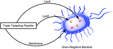 Graphical abstract: Triple-targeting Gram-negative selective antimicrobial peptides capable of disrupting the cell membrane and lipid A biosynthesis