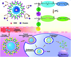Graphical abstract: Multiple pH responsive zwitterionic micelles for stealth delivery of anticancer drugs