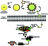Graphical abstract: Induction of intrinsic apoptotic pathway and cell cycle arrest via baicalein loaded iron oxide nanoparticles as a competent nano-mediated system for triple negative breast cancer therapy