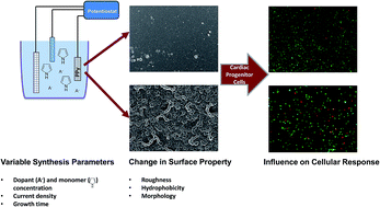 Graphical abstract: Optimisation of conductive polymer biomaterials for cardiac progenitor cells